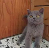 ブリティッシュショートヘア【神奈川県・男の子・2022年5月26日・ブルー】の写真1