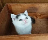 ブリティッシュショートヘア【神奈川県・女の子・2019年4月15日・キャリコ】の写真2