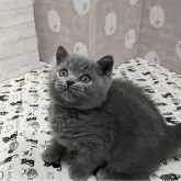 ブリティッシュショートヘア【神奈川県・男の子・2023年12月25日・ブルー】の写真2