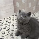 ブリティッシュショートヘア【神奈川県・男の子・2023年12月25日・ブルー】の写真3