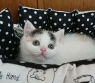 ブリティッシュショートヘア【神奈川県・女の子・2019年4月15日・キャリコ】の写真3