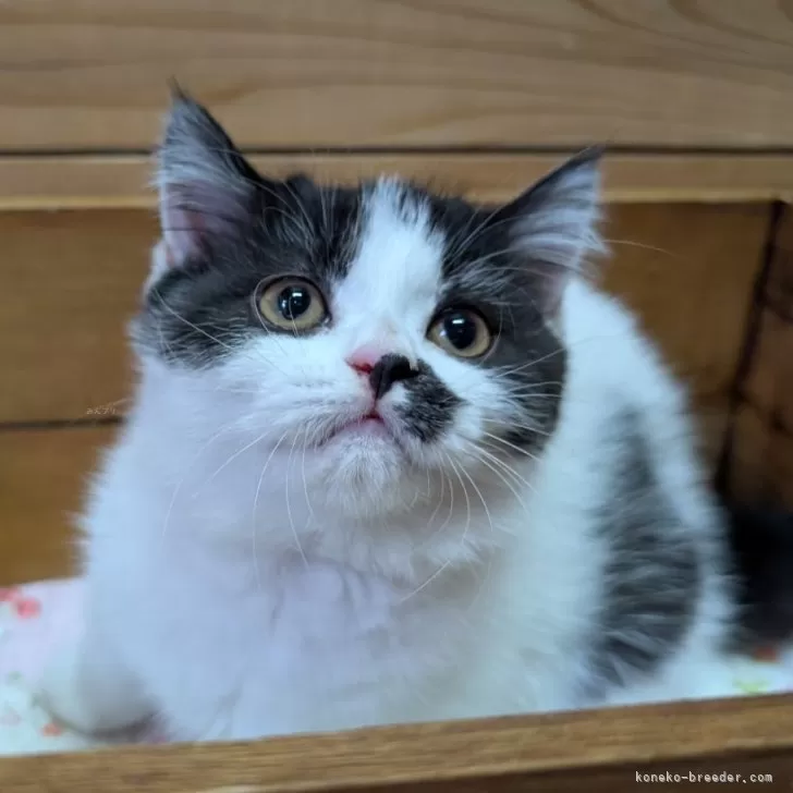 ID:2507-02399の子猫