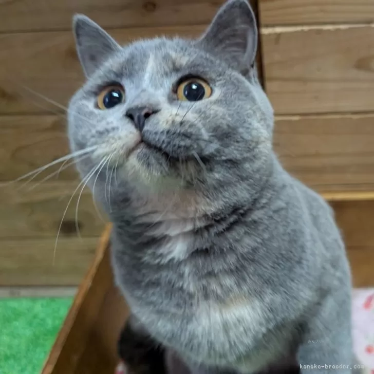 ID:2407-00527の子猫