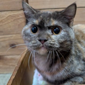 ブリティッシュショートヘア【神奈川県・女の子・2025年5月17日・トーティーシェル】の写真「珍しい色」