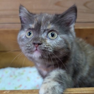 ブリティッシュショートヘア【神奈川県・女の子・2025年5月17日・トーティーシェル】の写真「珍しい色」