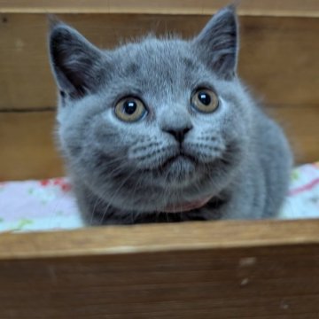 ブリティッシュショートヘア【神奈川県・女の子・2025年4月30日・ブルー】の写真「まんまる」
