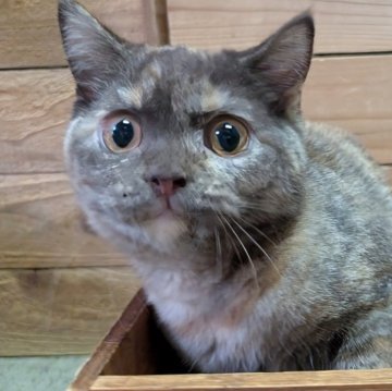 ブリティッシュショートヘア【神奈川県・女の子・2025年5月17日・トーティーシェル】の写真「珍しい色」