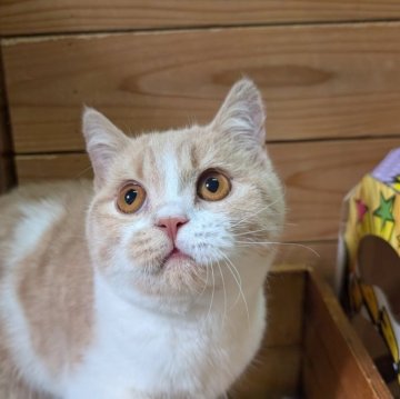 ブリティッシュショートヘア【神奈川県・男の子・2025年10月20日・クリーム&ホワイト】の写真「まんまるモフモフ」