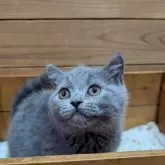 ブリティッシュショートヘア