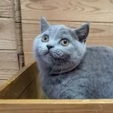 ブリティッシュショートヘア