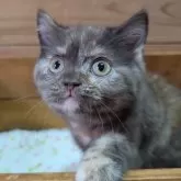 ブリティッシュショートヘア