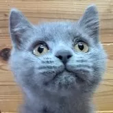 ブリティッシュショートヘア