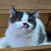 ブリティッシュショートヘア