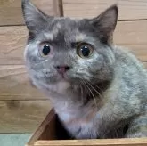 ブリティッシュショートヘア