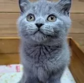ブリティッシュショートヘア
