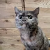 ブリティッシュショートヘア【神奈川県・女の子・2025年5月17日・トーティーシェル】の写真5