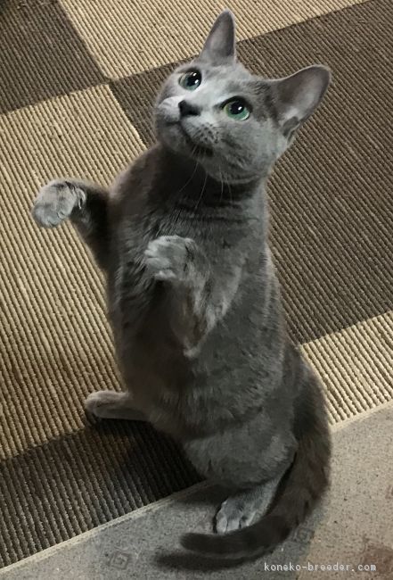 母猫です。｜今瀬　幸喜乃(いませ　ゆきの)ブリーダー(東京都・ロシアンブルー・BMW登録)の紹介写真3