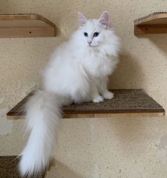 ノルウェージャンフォレストキャット【東京都・女の子・2019年3月23日・ホワイトソリッド】の写真「体の大きな、人懐っこい女の子です。」