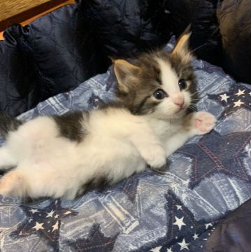 ノルウェージャンフォレストキャット【東京都・男の子・2019年8月22日・ブラウンタビー&ホワイト】の写真「綺麗なお顔の男の子！」