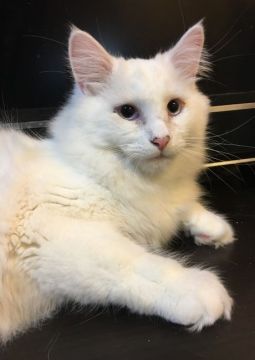 ノルウェージャンフォレストキャット【東京都・男の子・2018年2月26日・ホワイト】の写真「穏やかな優しい子です」