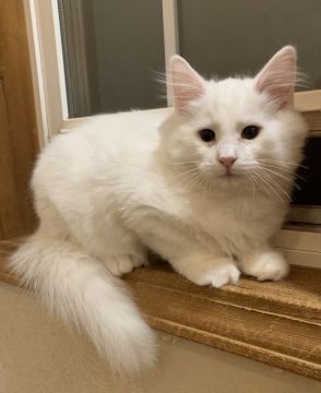 ノルウェージャンフォレストキャット【東京都・男の子・2018年6月5日・ホワイト】の写真「可愛く育ってます」