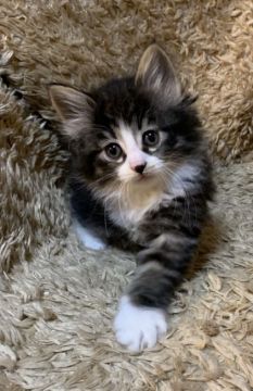 ノルウェージャンフォレストキャット【東京都・女の子・2019年10月27日・ブラウンマッカレルタビー&ホワイト】の写真「❄️2019Xmas特別価格❄️」