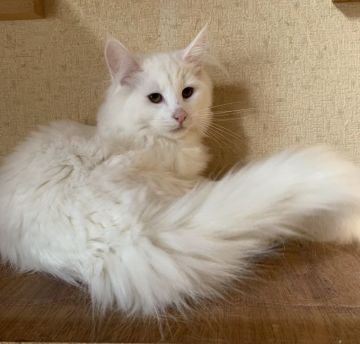 ノルウェージャンフォレストキャット【東京都・男の子・2019年8月22日・ホワイト】の写真「少し大きくなり、落ち着いてきたイケメンくん」