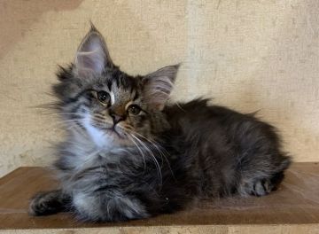 ノルウェージャンフォレストキャット【東京都・女の子・2019年10月27日・ブラウンマッカレルタビー】の写真「モコモコで甘えんぼの女の子です」