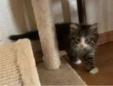 ノルウェージャンフォレストキャット【東京都・男の子・2022年8月2日・ブラウンタビー&ホワイト】の写真3「10/4撮影」