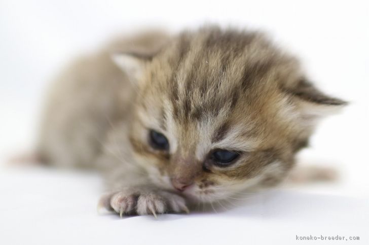 ID:1803-00367の子猫