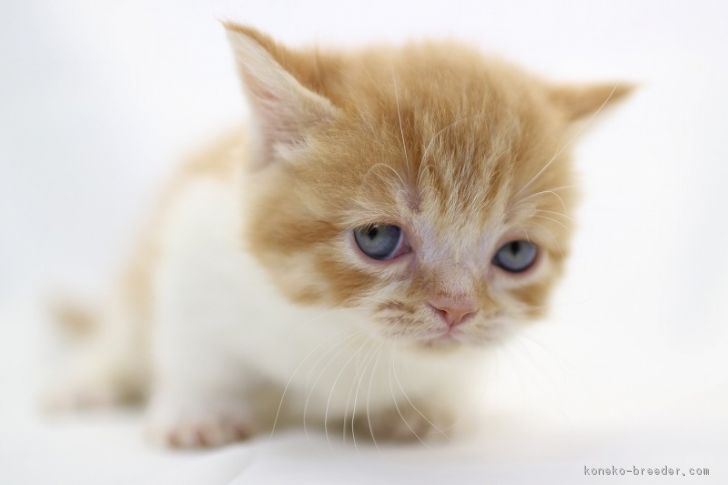 ID:1802-00272の子猫
