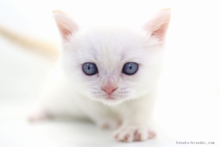 ID:1804-00654の子猫