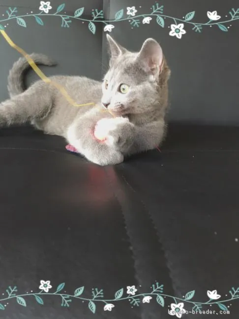ID:1605-00740の子猫