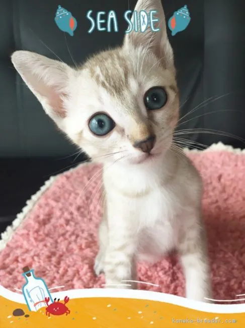 ID：1608-00118の子猫