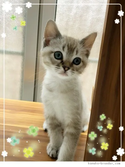 ID：1803-00112の子猫