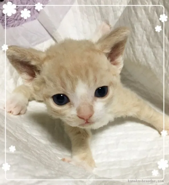 ID:1709-00085の子猫