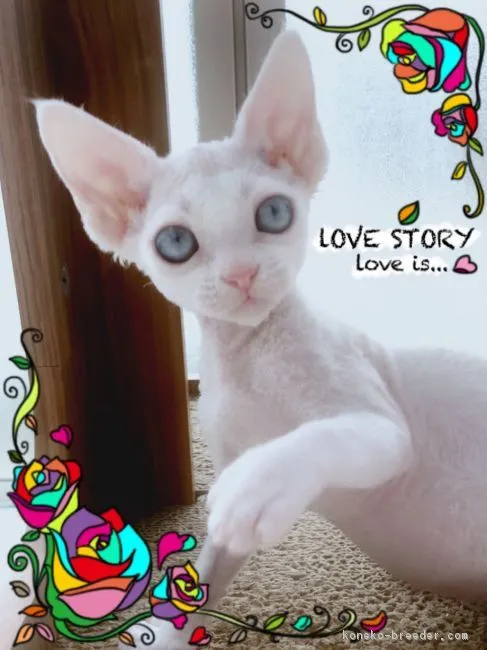 ID:1811-00403の子猫