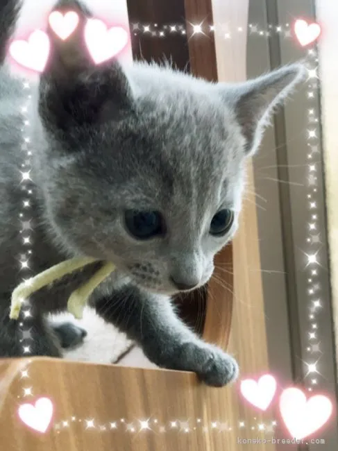 ID：1704-01118の子猫