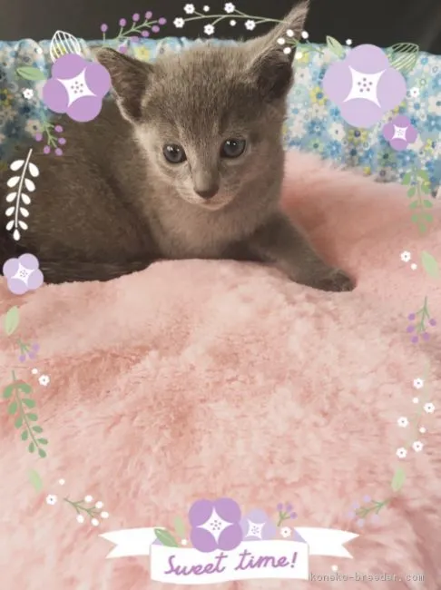 ID：1605-00861の子猫