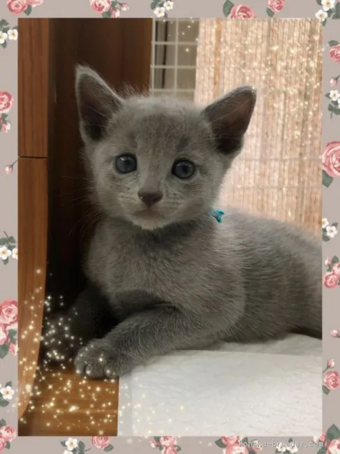 ロシアンブルー【宮城県・男の子・2019年7月27日・ブルー】の写真1