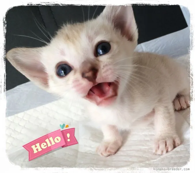 ID：1511-00073の子猫