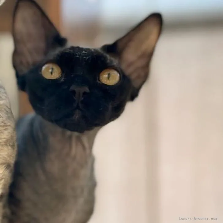 ID：2211-01715の子猫