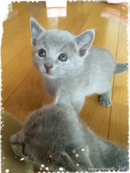 ID：1506-00598の子猫