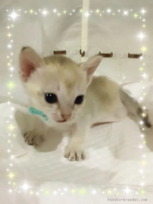 ID：1611-00874の子猫