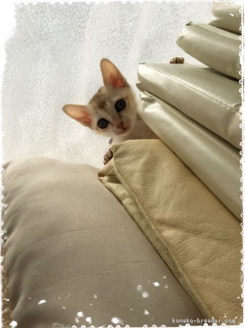 ID:1612-00769の子猫
