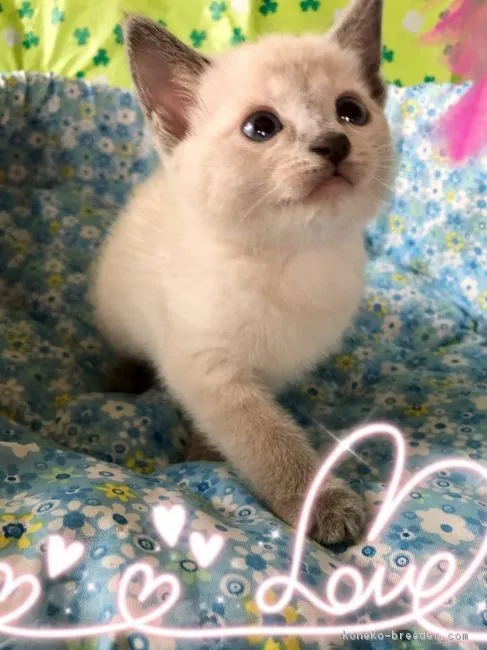 ID:1809-00234の子猫