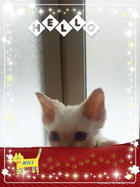 ID:1711-01045の子猫