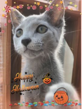 ロシアンブルー【宮城県・男の子・2019年7月27日・ブルー（ダブルショートコート）】の写真「明るいブルーの水色君です✨」