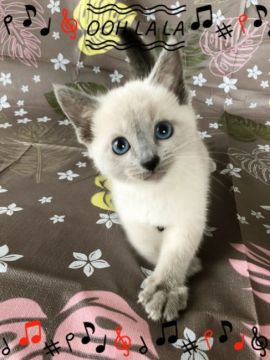 ロシアンブルー【宮城県・女の子・2018年3月27日・ブルーポイント（ショート）】の写真「ブルーポイントの可愛い女の子ベビが生まれました🌸」