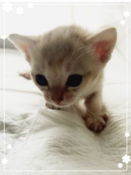 シンガプーラ【宮城県・男の子・2017年10月25日・セピアアグーチ（ショートシングル）】の写真「ママ大好き❤男の子ベビ君君🐣」